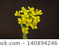 Komatsuna flowers 140894246