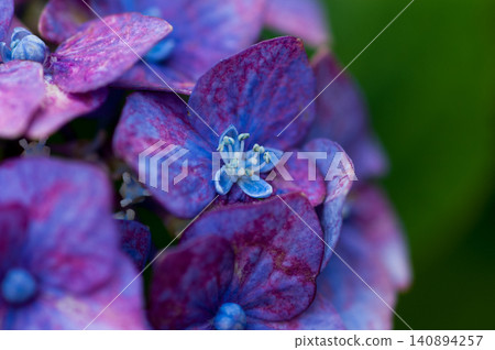 紫色繡球花 紫色繡球花 140894257