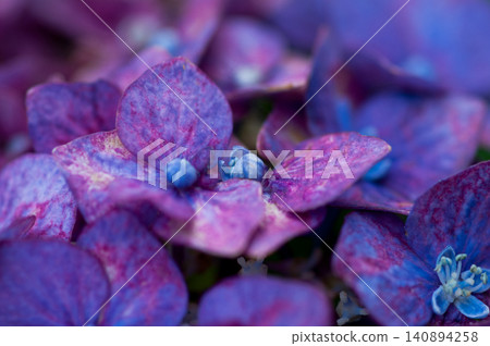 紫色繡球花 紫色繡球花 140894258