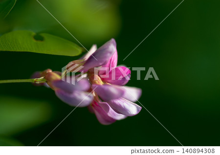 Bush clover Bush clover 140894308