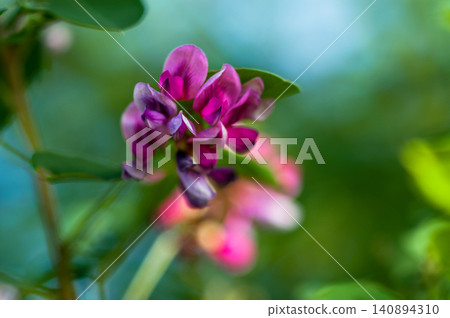 Bush clover Bush clover 140894310