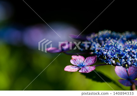 紫色繡球花 紫色繡球花 140894333