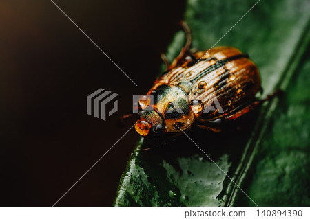 Spotted beetle on a leaf, macro close-up. Spotted beetle on a leaf, macro close-up. 140894390