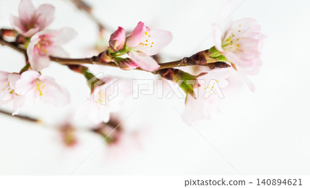 Cherry blossom branch with flower background frame, white background, beautiful pink color Cherry blossom branch with flower background frame, white background, beautiful pink color 140894621