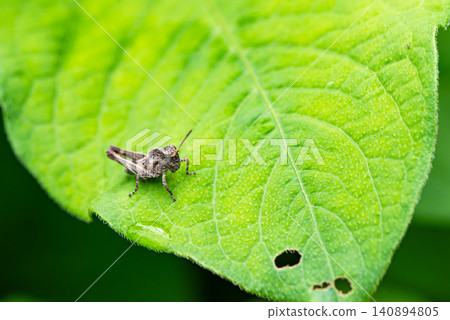 A small grasshopper nymph perched on a leaf damaged by insects. A small grasshopper nymph perched on a leaf damaged by insects. 140894805