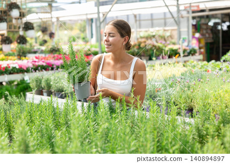 Girl chooses suitable plant Rosmarinus for decorating house flower bed in courtyard Girl chooses suitable plant Rosmarinus for decorating house flower bed in courtyard 140894897