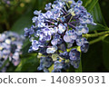 藍色繡球花 140895031