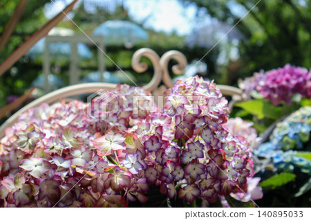 繡球花裝飾著花園 繡球花裝飾著花園 140895033