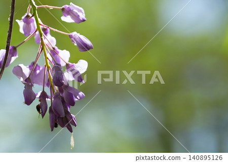 Wisteria blossoms stand out against the fresh green leaves, against a gentle background. Wisteria blossoms stand out against the fresh green leaves, against a gentle background. 140895126
