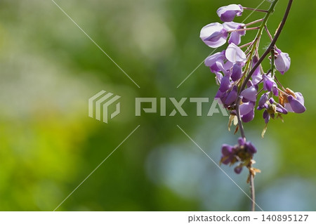 Gently blooming wisteria flowers and the fresh green leaves of spring Gently blooming wisteria flowers and the fresh green leaves of spring 140895127