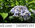 藍色繡球花 140895193