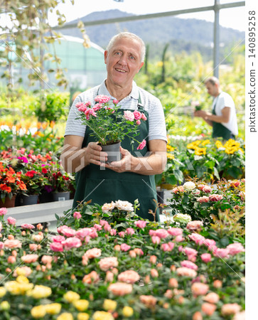 Mature male employee of garden shopping center inspects product, pot with rose. Mature male employee of garden shopping center inspects product, pot with rose. 140895258