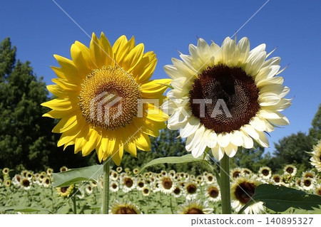 sunflower sunflower 140895327