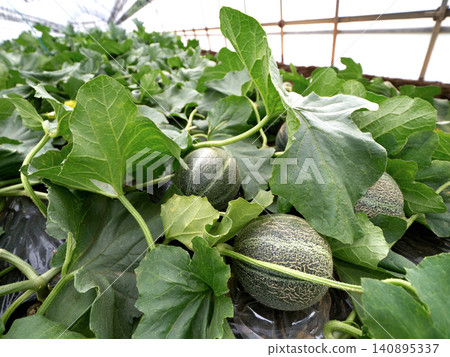 Net melons grown on the ground in greenhouses Net melons grown on the ground in greenhouses 140895337