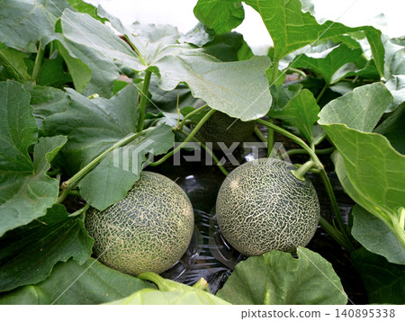 Net melons grown on the ground in greenhouses Net melons grown on the ground in greenhouses 140895338