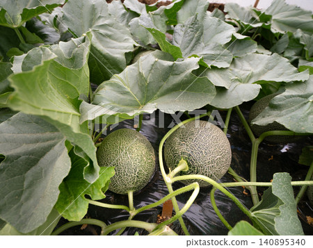 溫室地面種植的網紋甜瓜。 140895340