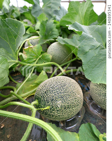 溫室地面種植的網紋甜瓜。 溫室地面種植的網紋甜瓜。 140895341