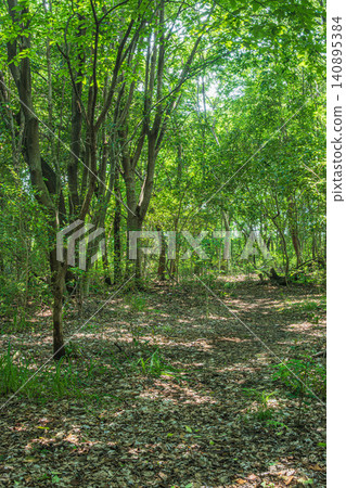 Mixed woodland along the Yodo River, Hirakata City, Osaka Prefecture Mixed woodland along the Yodo River, Hirakata City, Osaka Prefecture 140895384