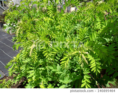 藥用植物:苦參(Sophora flavescens) 藥用植物:苦參(Sophora flavescens) 140895464