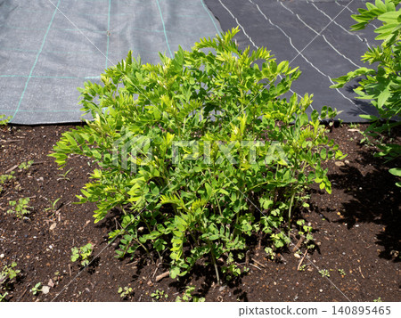 藥用植物:苦參(Sophora flavescens) 藥用植物:苦參(Sophora flavescens) 140895465