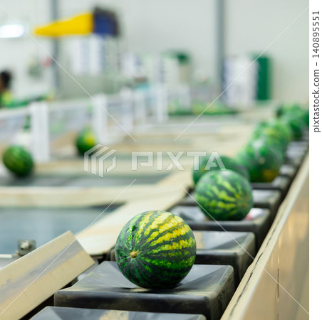 Fresh watermelons on vegetable sorting production line at modern agricultural processing factory Fresh watermelons on vegetable sorting production line at modern agricultural processing factory 140895551