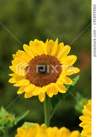 A close-up shot of a sunflower. A close-up shot of a sunflower. 140895660