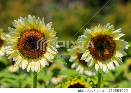 A close-up shot of a pale yellow sunflower. A close-up shot of a pale yellow sunflower. 140895663