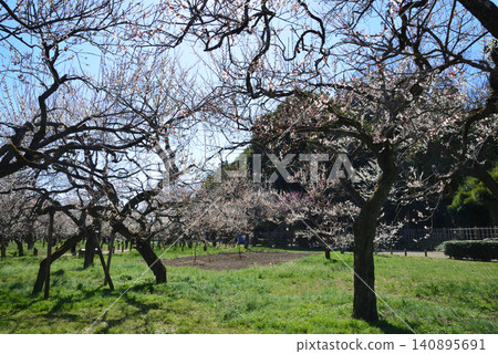 Mito Plum Blossom Festival, March 12, 2026, #43 Mito Plum Blossom Festival, March 12, 2026, #43 140895691