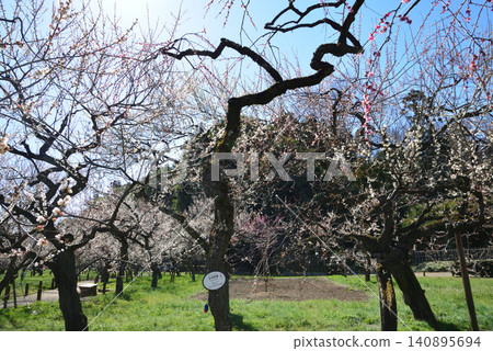 Mito Plum Blossom Festival, March 12, 2026, #46 Mito Plum Blossom Festival, March 12, 2026, #46 140895694