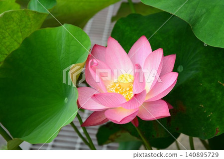 Lotus flowers that adorn the summer 140895729