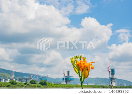 夏天的淀川河畔盛開的橙色花朵:黃花菜(Hemerocallis fulva) - 大阪府枚方市 夏天的淀川河畔盛開的橙色花朵:黃花菜(Hemerocallis fulva) - 大阪府枚方市 140895892