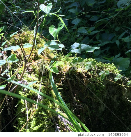 Nature Nature Nature Nature 140895964