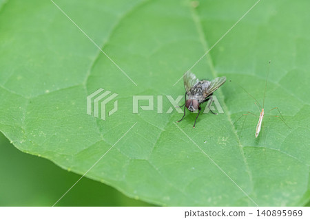 Centipede fly Centipede fly 140895969