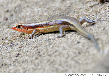 An adult Japanese lizard with a slight bluish tint remaining on its tail. An adult Japanese lizard with a slight bluish tint remaining on its tail. 140896217