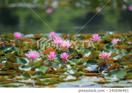 Pink water lilies blooming in the pond in early summer Pink water lilies blooming in the pond in early summer 140896461
