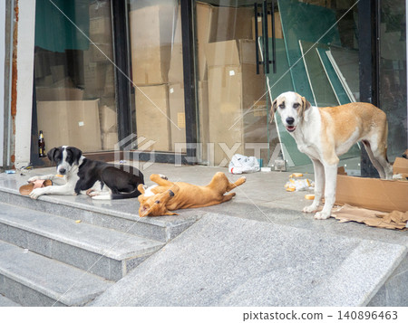 Stray dogs on the porch. Dogs play in the city in the garbage. Stray dogs on the porch. Dogs play in the city in the garbage. 140896463