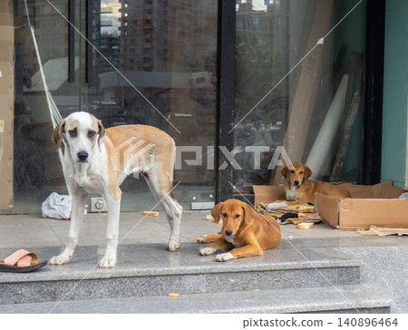 Stray dogs on the porch. Dogs play in the city in the garbage. Stray dogs on the porch. Dogs play in the city in the garbage. 140896464