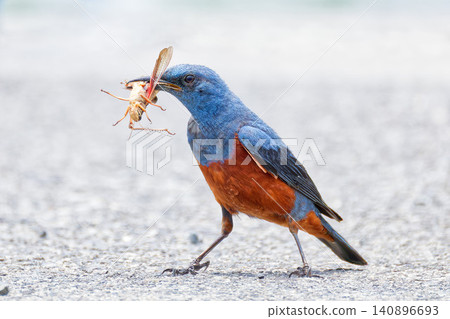 A male Blue Rock Thrush catches an insect and carries it back to its nest. A male Blue Rock Thrush catches an insect and carries it back to its nest. 140896693