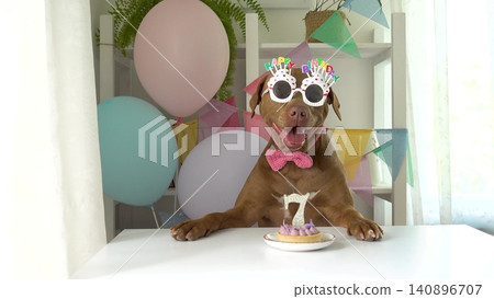 Cute dog with a small cake and candle Cute dog with a small cake and candle 140896707