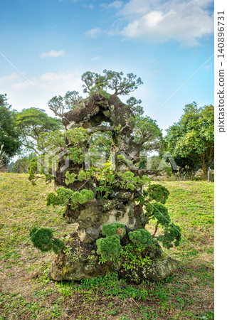 Jeju Island's beautiful bonsai park Jeju Island's beautiful bonsai park 140896731
