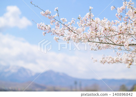 Cherry blossoms in full bloom and blue sky (taken with an old lens) Cherry blossoms in full bloom and blue sky (taken with an old lens) 140896842