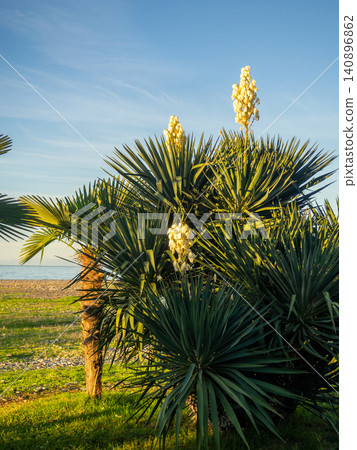Yucca palm blossom. Vegetation in the south. Fading flowers on a palm tree. Yucca palm blossom. Vegetation in the south. Fading flowers on a palm tree. 140896862