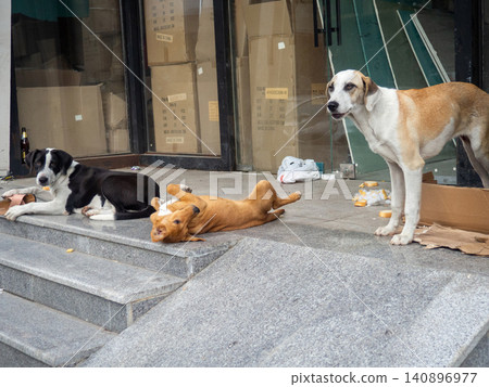Stray dogs on the porch. Dogs play in the city in the garbage. Stray dogs on the porch. Dogs play in the city in the garbage. 140896977