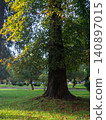 Big tree in the park. Park atmosphere. 140897015