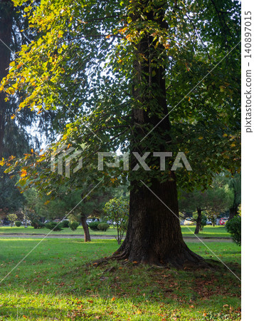 Big tree in the park. Park atmosphere. 140897015
