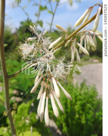The perennial poppy plant "Macleaya cordata" has begun to bloom. 140897029