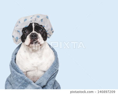 Cute French Bulldog wearing a shower cap Cute French Bulldog wearing a shower cap 140897209