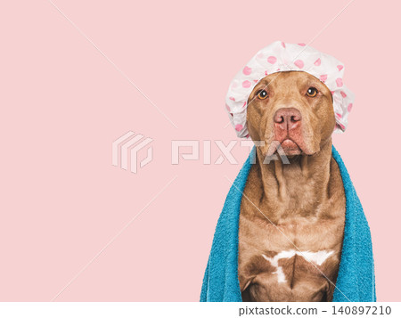 Cute brown dog wearing a shower cap Cute brown dog wearing a shower cap 140897210