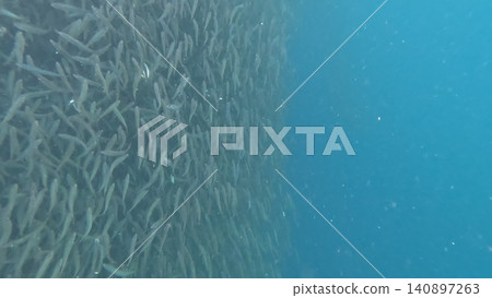 Massive School of Sardines Swirling in Turquoise Waters Massive School of Sardines Swirling in Turquoise Waters 140897263