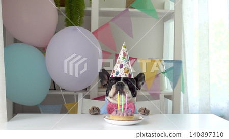 Cute dog in a festive paper party hat Cute dog in a festive paper party hat 140897310